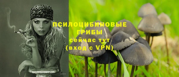 прущие грибы Аркадак